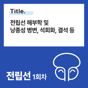 전립선 해부학 및 낭종성 병변, 석회화, 결석 등