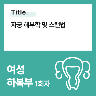 자궁 해부학 및 스캔법